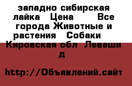 западно сибирская лайка › Цена ­ 0 - Все города Животные и растения » Собаки   . Кировская обл.,Леваши д.